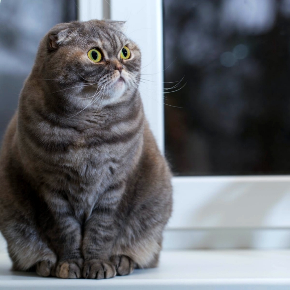 Meet your Posher, Miya